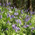 Bluebells