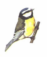 An agile, acrobatic bird, the blue tit is most often seen flitting on and off bird feeders. In winter, family flocks of blue tits are joined by great tits, long-tailed tits and other woodland species as they search for food. Average of 2.9 per garden and an increase of 17.2% since 1979