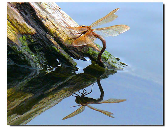 Wildlink Photographer of the Year 2008