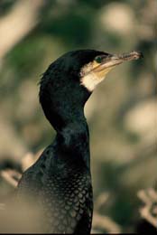 Cormorant