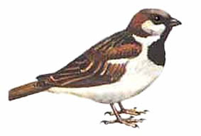 Top of the popular garden birds. Often seen in small flocks. House sparrows are sedentary, rarely moving more than 2 kilometres from their birthplace.  Average of 4.56 sparrows per garden and a decline of 54.4% since 1979.