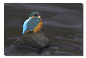 Spring Kingfisher