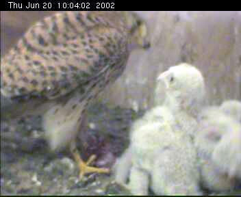 Kestrels
