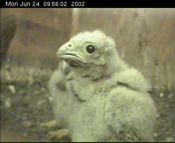Kestrels