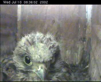 Kestrels