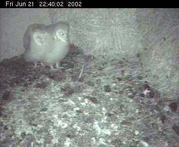 Barn Owls