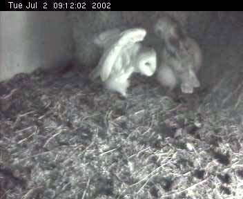 Barn Owls