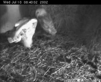 Barn Owls