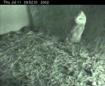 Barn Owls