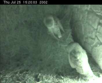 Barn Owls