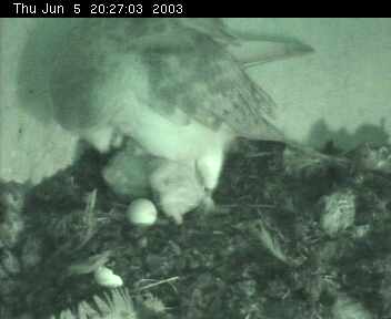 Barn Owls