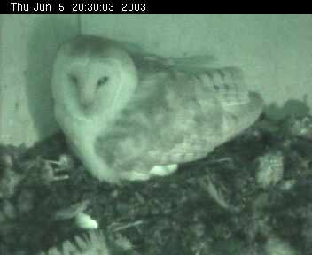 Barn Owl