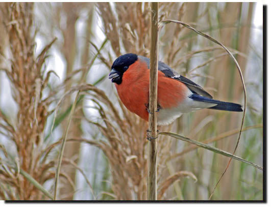 Wildlink Photographer of the Year 2008