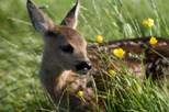 Roe deer fawn pp.jpg